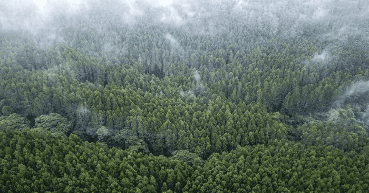 التصوف الأخضر وإزالة الغابات في إندونيسيا