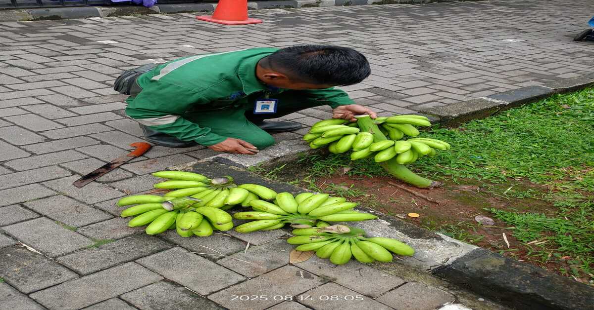 Konsisten Dukung Green Campus UIN, FEB Panen Buah Jambu Dan Pisang